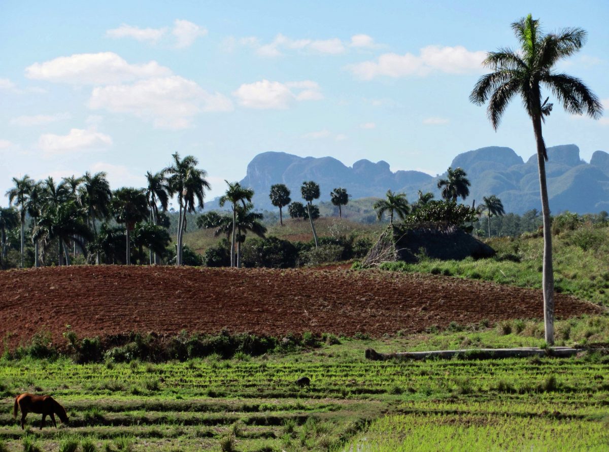 tropical fertile Cuba 2011