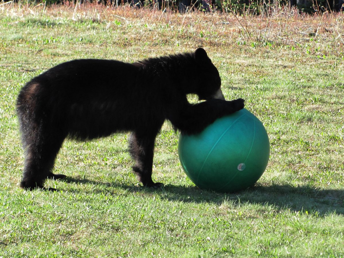 2009 photo gallery - bear & ball